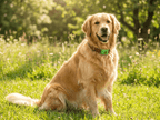 Pawfies™ Natural Flea & Tick Tag for Dogs