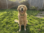 Pawfies™ Natural Flea & Tick Collar for Dogs