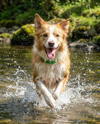 Pawfies™ Natural Flea & Tick Collar for Dogs