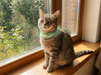 Pawfies™ Natural Flea & Tick Collar for Cats