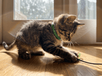Pawfies™ Natural Flea & Tick Collar for Cats