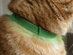 Pawfies™ Natural Flea & Tick Collar for Cats